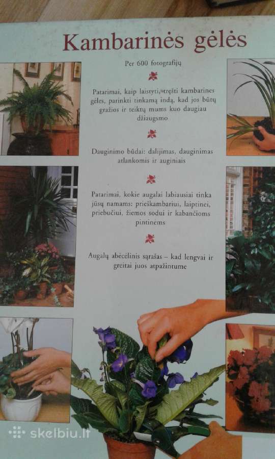 P.m.hoy kambarines geles knyga 1999m. - nuotraukos Nr. 5