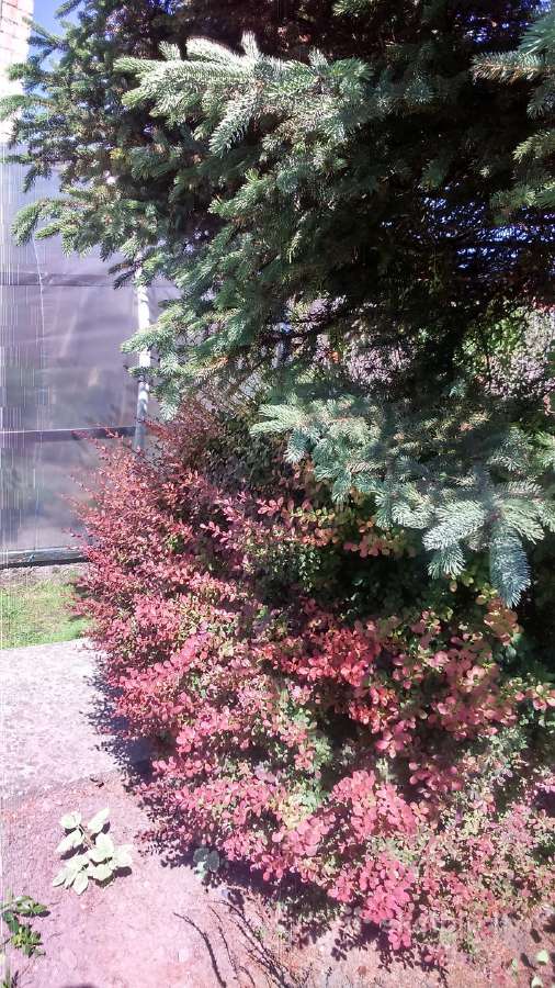Raugeriškis tunbergo Atropurpurea | Skelbiu.lt Raugeriškis tunbergo Atropurpurea