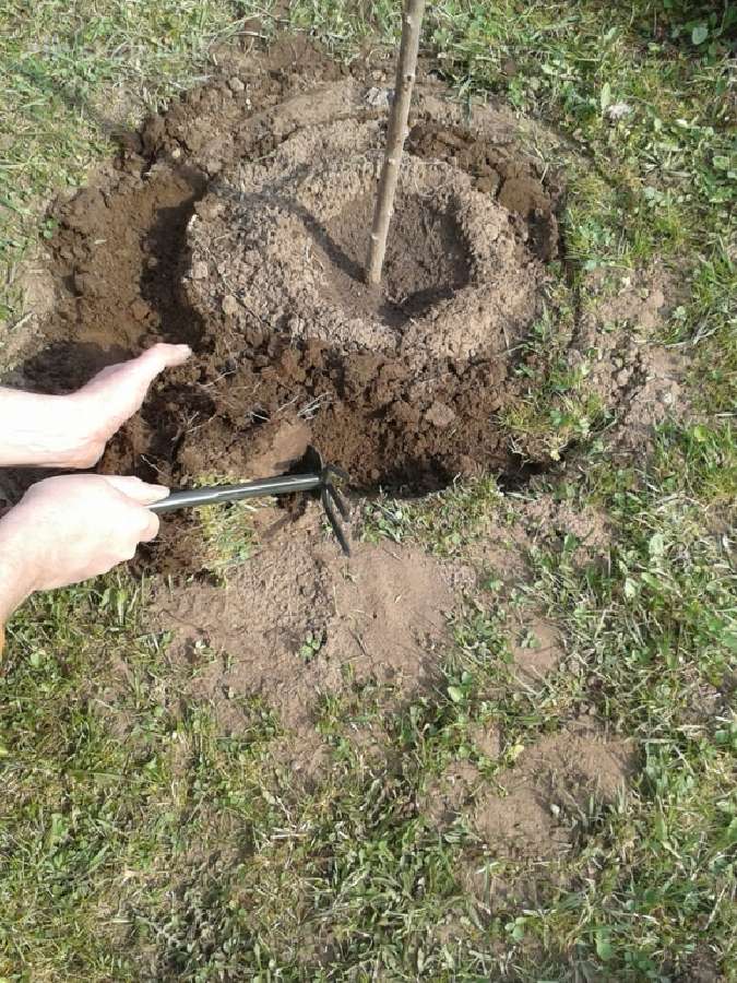 Metalinė užtvarėlė medeliams, krūmams, gėlynams - nuotraukos Nr. 3