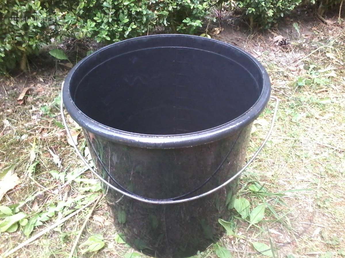 Kibiras (maistui) - nuotraukos Nr. 2