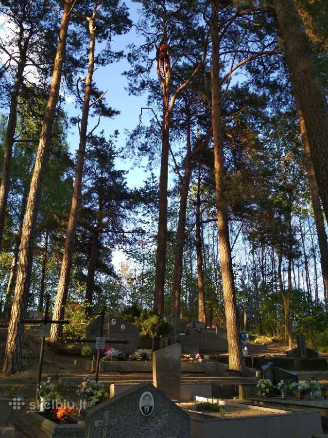 Pavojingų medžių pjovimas,vaismedžių genėjimas - nuotraukos Nr. 5