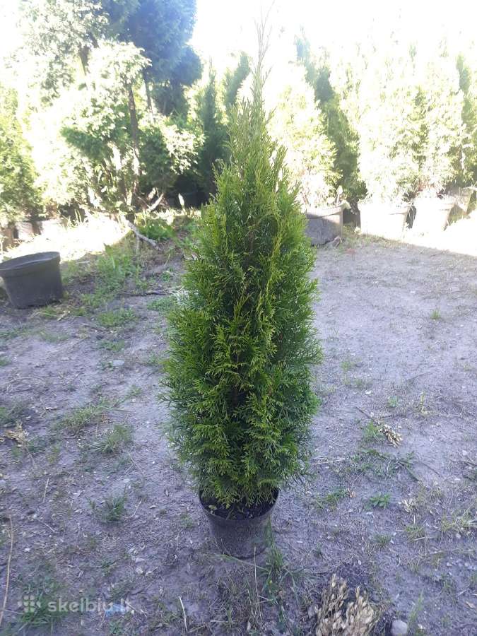 Tujos smaragd geriausia kaina! kalnines puseles - nuotraukos Nr. 7