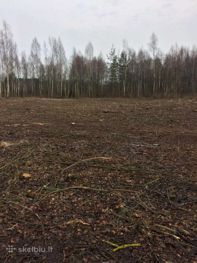 Miško Tvarkymas , Apleistų sklypų tvarkymas , - nuotraukos Nr. 4