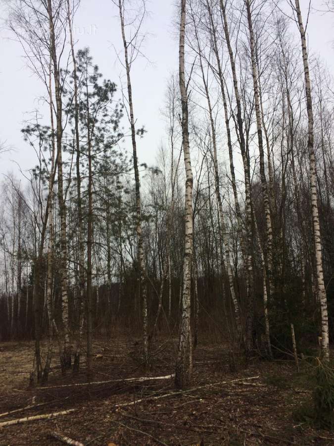 Miško Tvarkymas , Apleistų sklypų tvarkymas , - nuotraukos Nr. 2