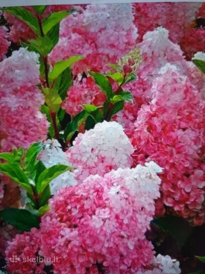 Vanille fraise