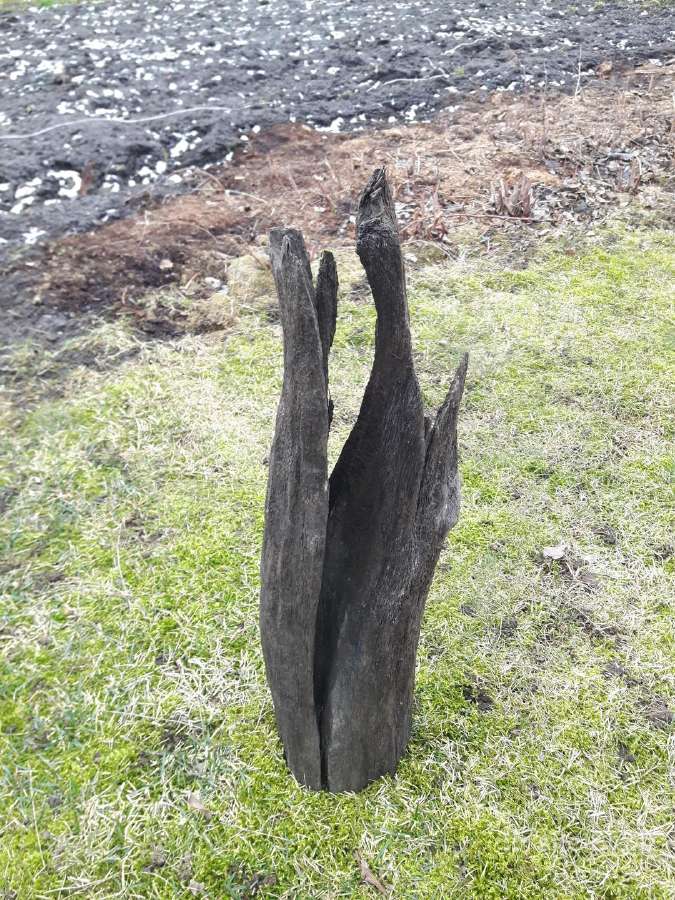 Juodas ąžuolas (bog oak)