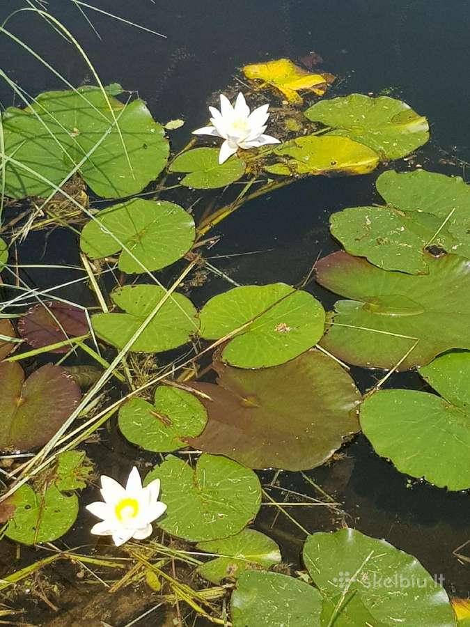 Poilsis pas Loretą Varėnos r. - nuotraukos Nr. 15