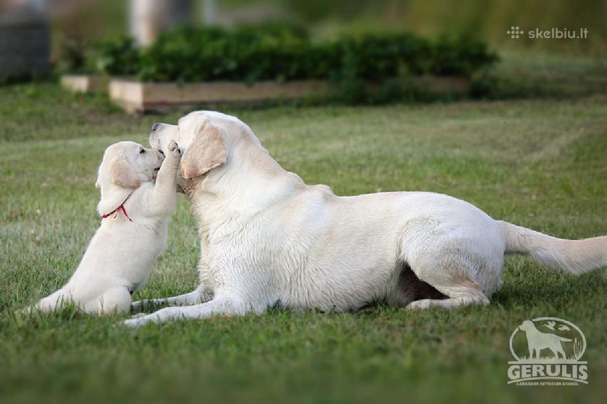 Kilmingi Labradoro retriverių veislės šuniukai - nuotraukos Nr. 33
