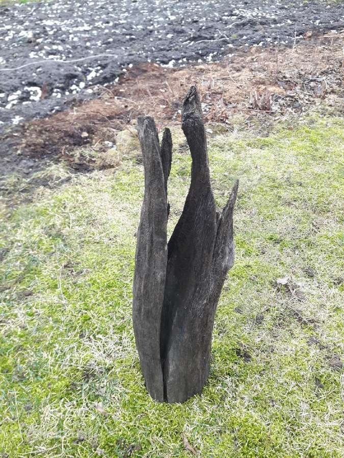 Juodasis ąžuolas (Bog oak)