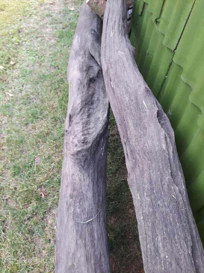 Juodasis ąžuolas (Bog oak) - nuotraukos Nr. 4