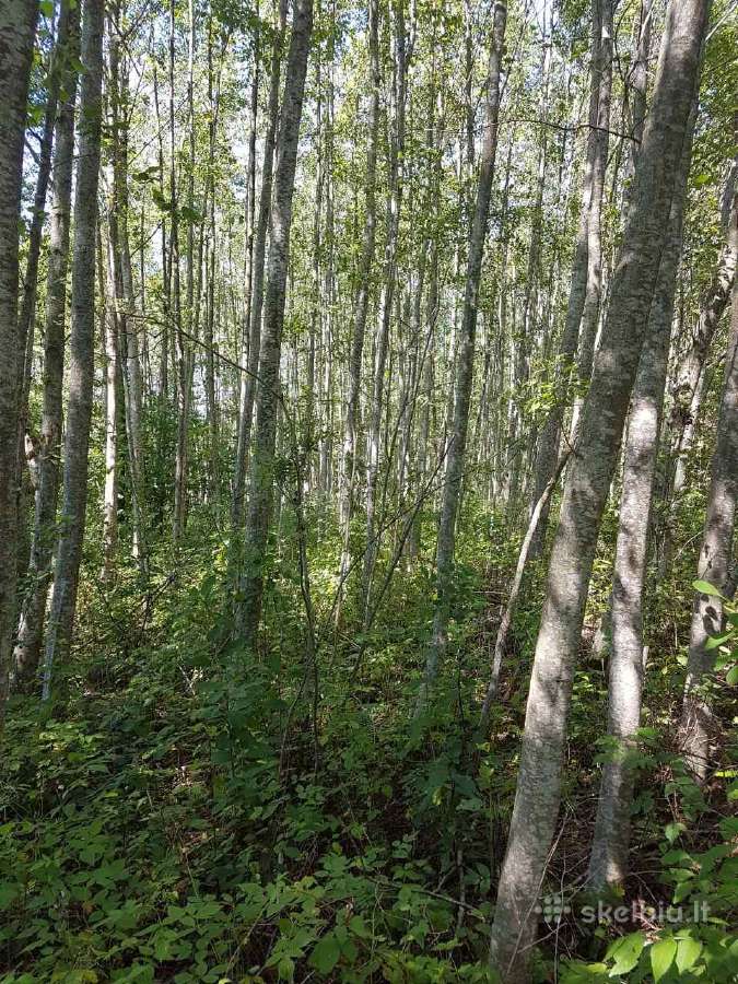 Ieškomas pjovėjas dirbti biokuro ruošos darbus.