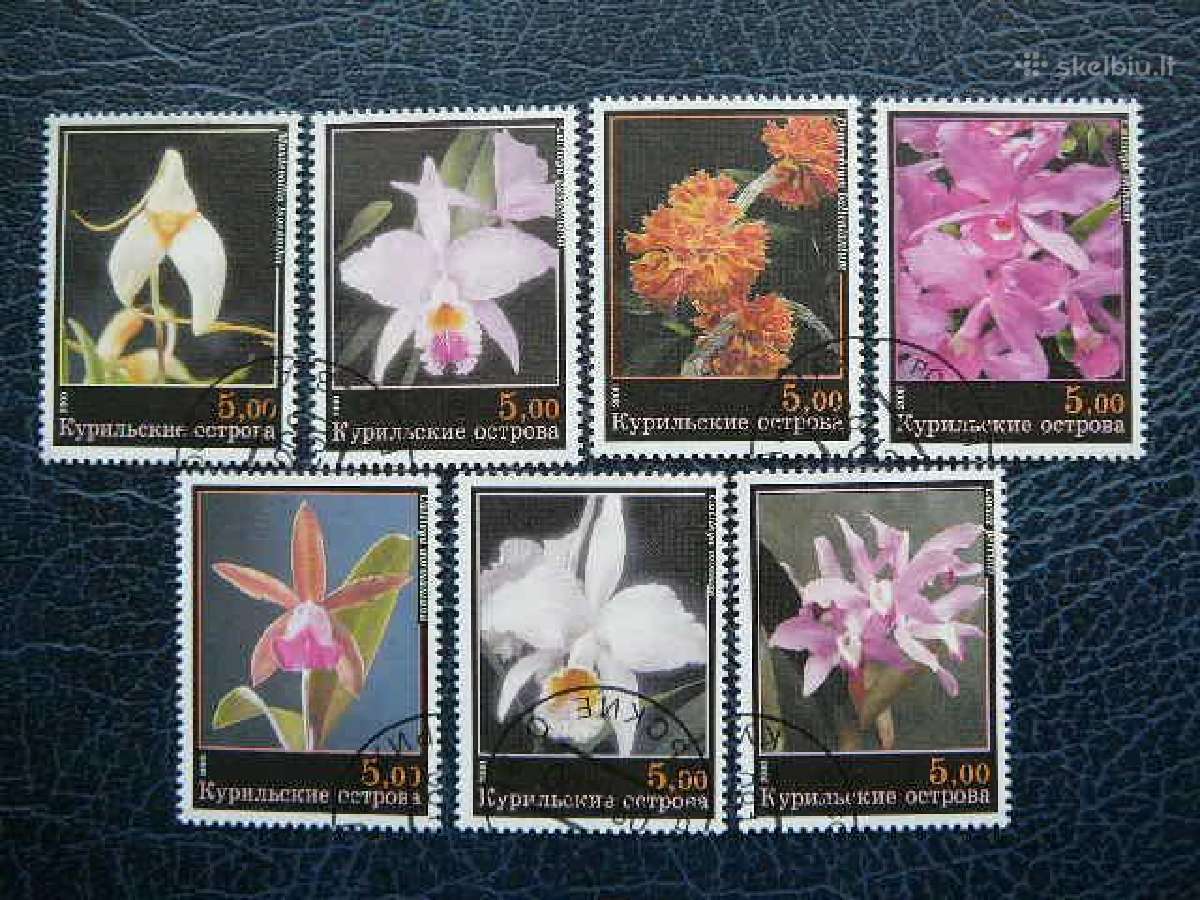 Geles Orchidejos antsp. orc453