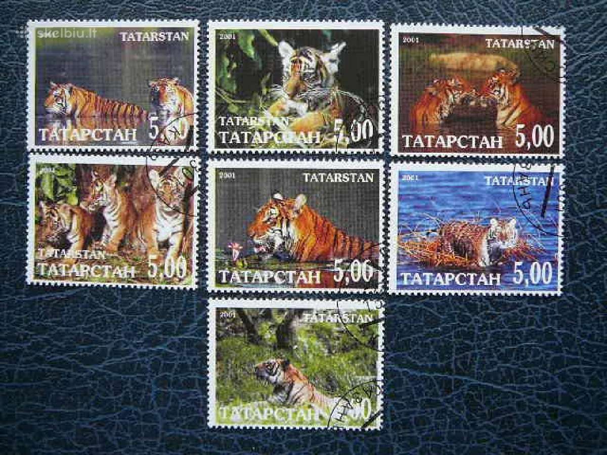Tigrai Kates laukines Tatarstanas antsp. ttr776