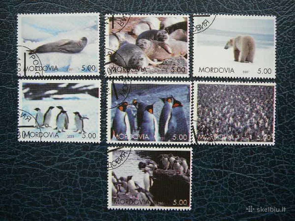 Meskos Ruoniai Pingvinai Mordovija antsp. mrd879