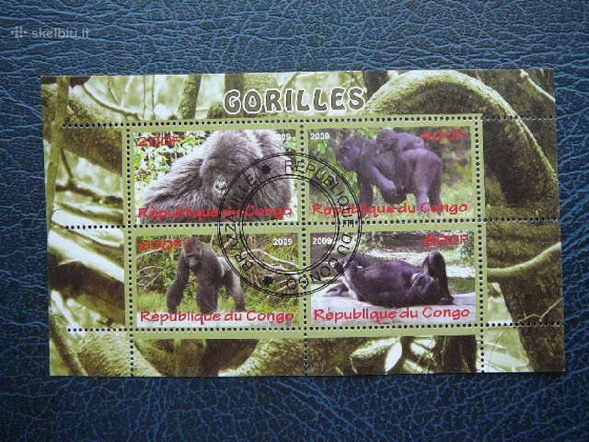 Bezdziones Gorilos Kongas 2009 antsp. s510