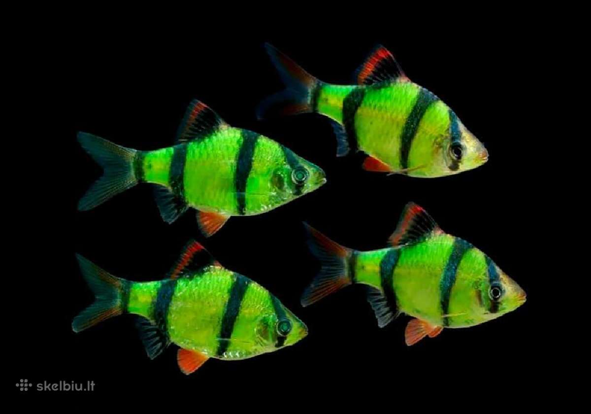Akvariumines zuvys Nauja siunta - nuotraukos Nr. 4