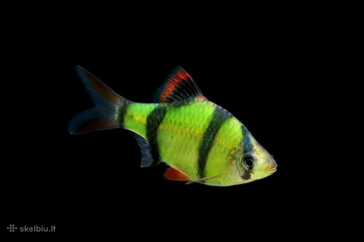 Akvariumines zuvys Nauja siunta - nuotraukos Nr. 6