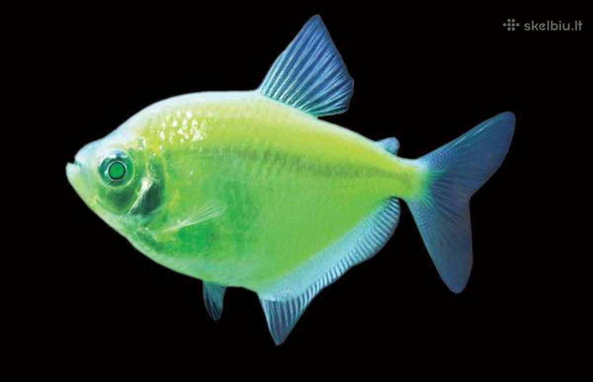 Akvariumines zuvys Nauja siunta - nuotraukos Nr. 7