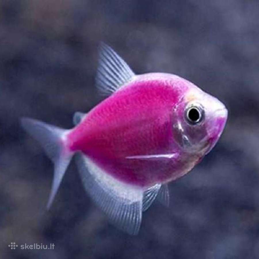 Akvariumines zuvys Nauja siunta - nuotraukos Nr. 3