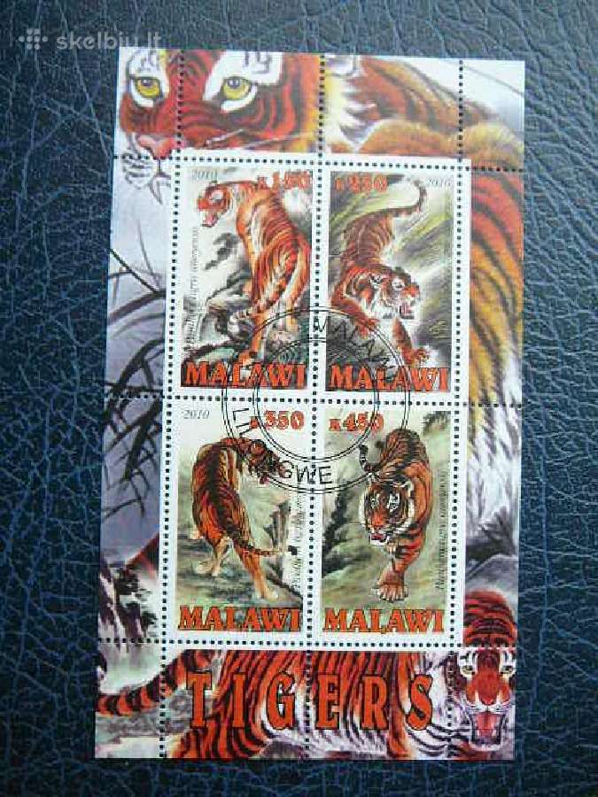 Tigrai Kates laukines Malavis 2010 antsp. g123