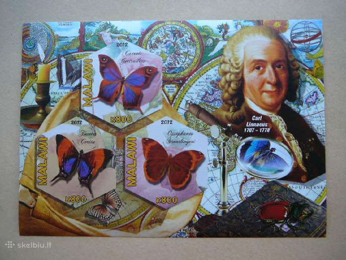 Zymus zmones Drugeliai svarus #v673 be dant. | Skelbiu.lt Zymus zmones Drugeliai svarus #v673 be dant.