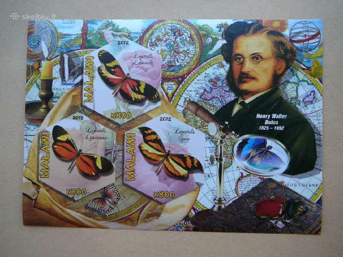 Izymus zmones Drugeliai svarus v674bd