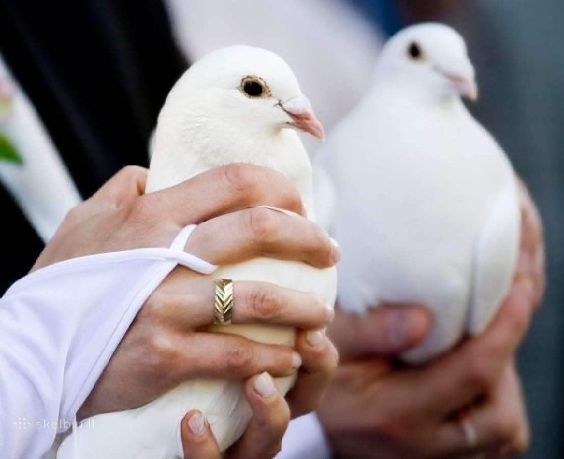 Balti balandžiai vėstuvėms, krikštynoms,.