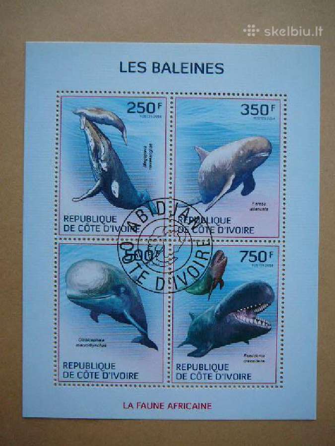 Banginiai Ivory Coast 2014 antsp. cdi211
