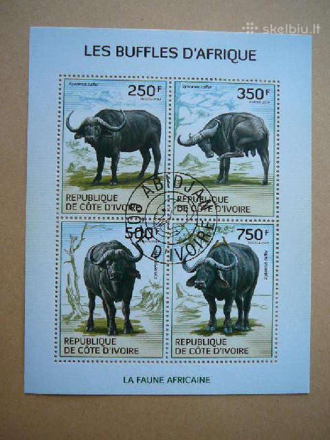 Buivolai Ivory Coast 2014 antsp. cdi227