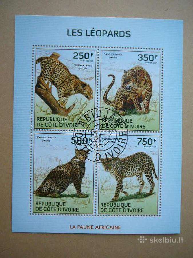 Leopardai Kates laukines Ivory Coast 2014 cdi228