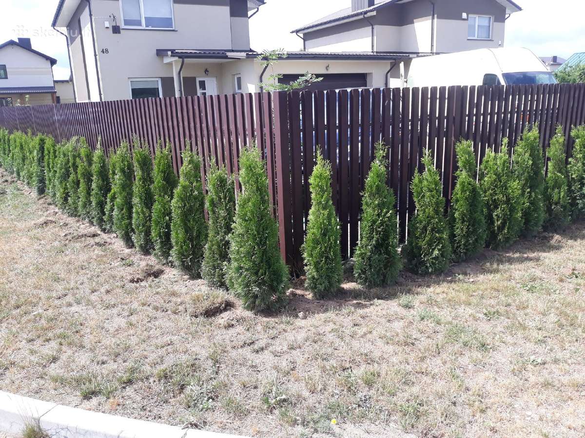 Tujos smaragd premium kokybė Atvežame - nuotraukos Nr. 22