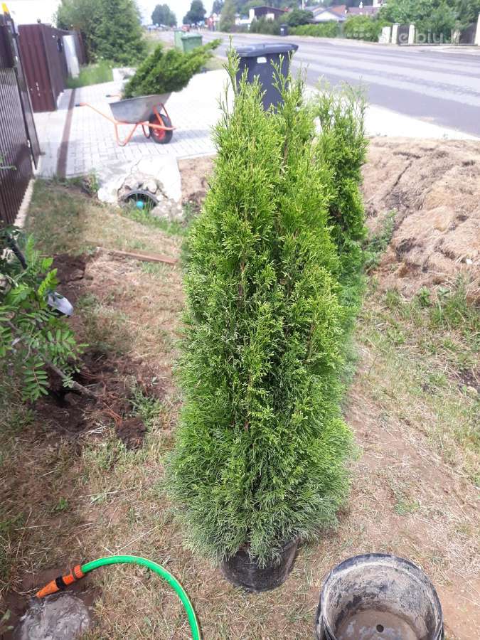 Tujos smaragd premium kokybė Atvežame - nuotraukos Nr. 16