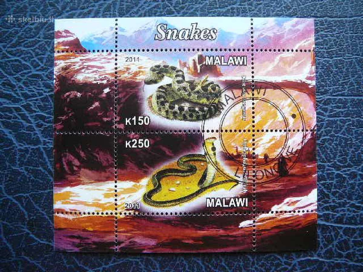 Gyvates Malavis 2011 antsp. g442