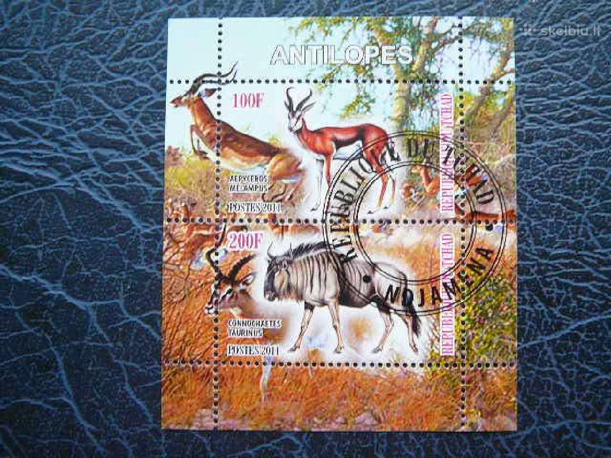Antilopes Cadas 2011 antsp. g516