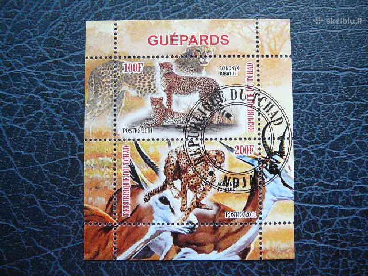 Gepardai Kates laukines Cadas 2011 antsp. g524