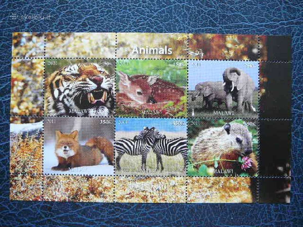 Zebrai Tigras Lapes Drambliai Malavis 2011 m1882