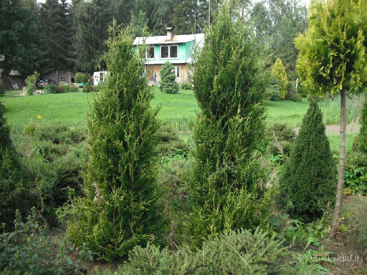 Tujos auksinės, tujos kornika, liepos - nuotraukos Nr. 7