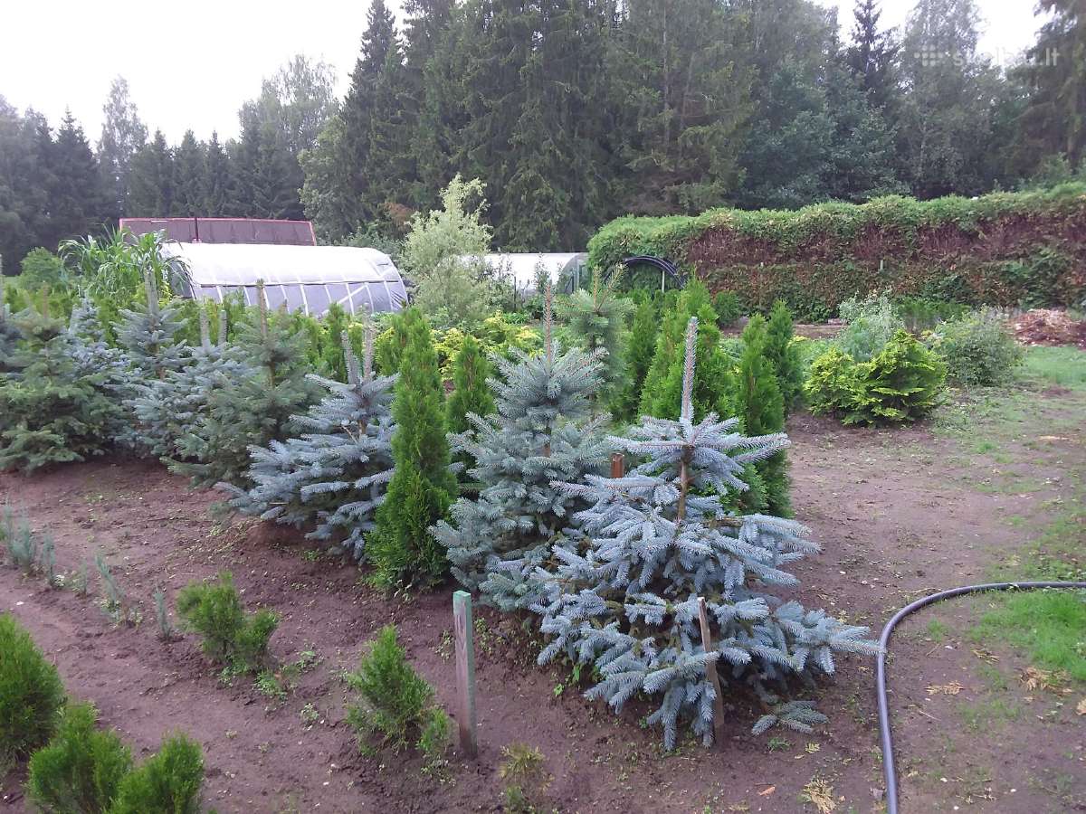Tujos Smaragd-geromis kainomis kalnapuses juodosio - nuotraukos Nr. 2