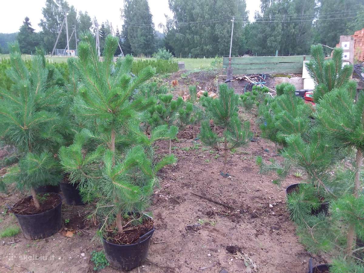 Tujos Smaragd-geromis kainomis kalnapuses juodosio - nuotraukos Nr. 3