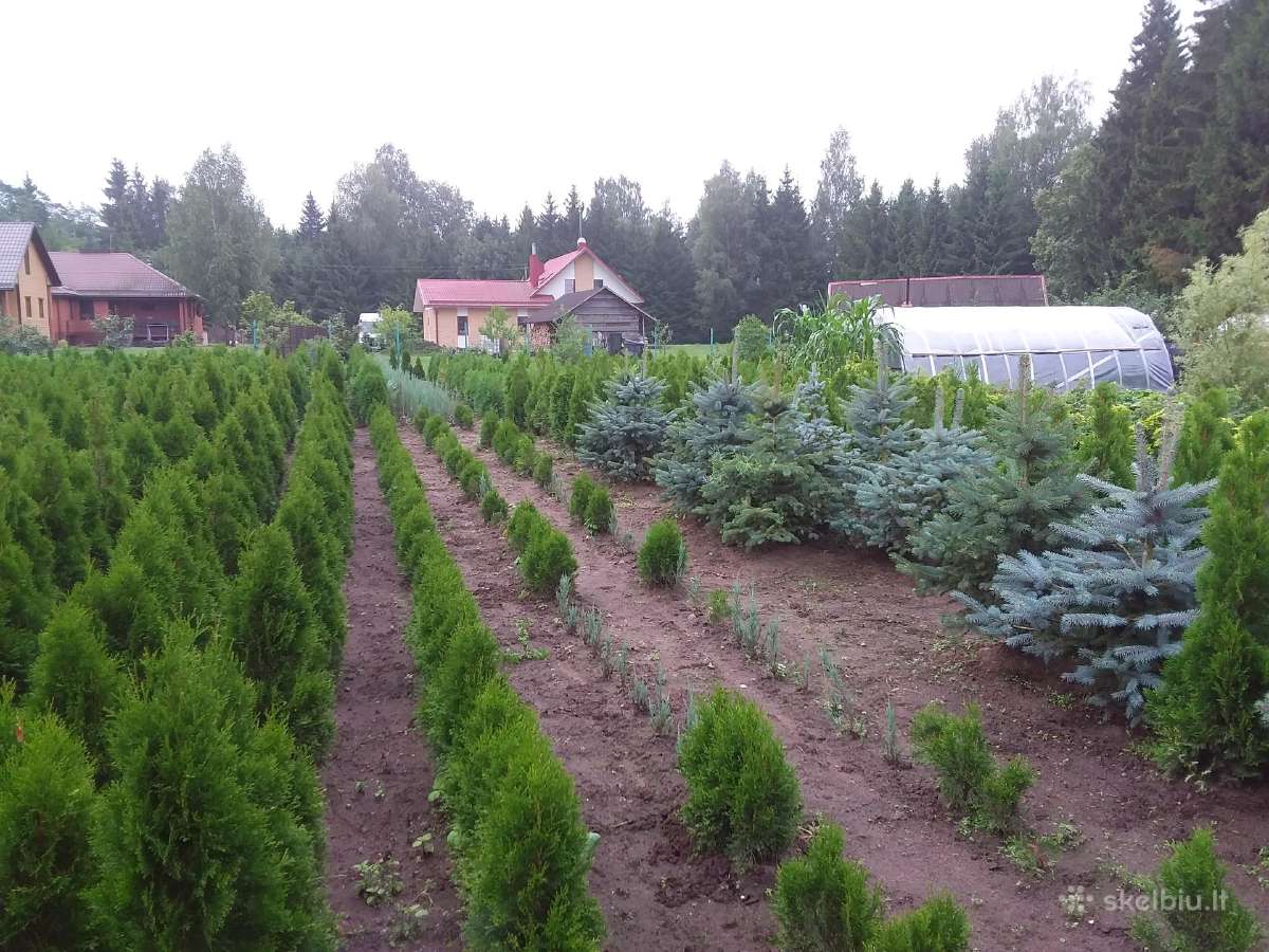 Tujos Smaragd-geromis kainomis kalnapuses juodosio - nuotraukos Nr. 4