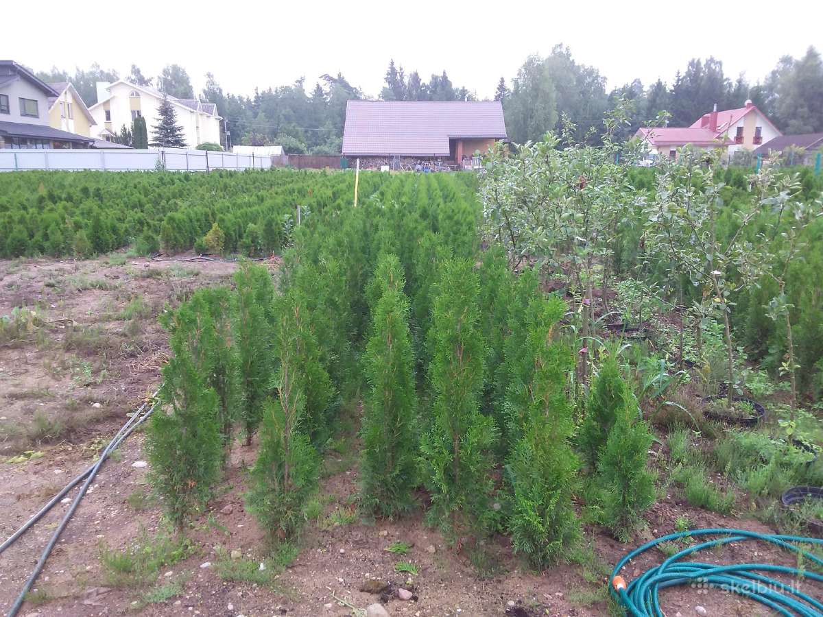 Tujos Smaragd-geromis kainomis kalnapuses juodosio - nuotraukos Nr. 6