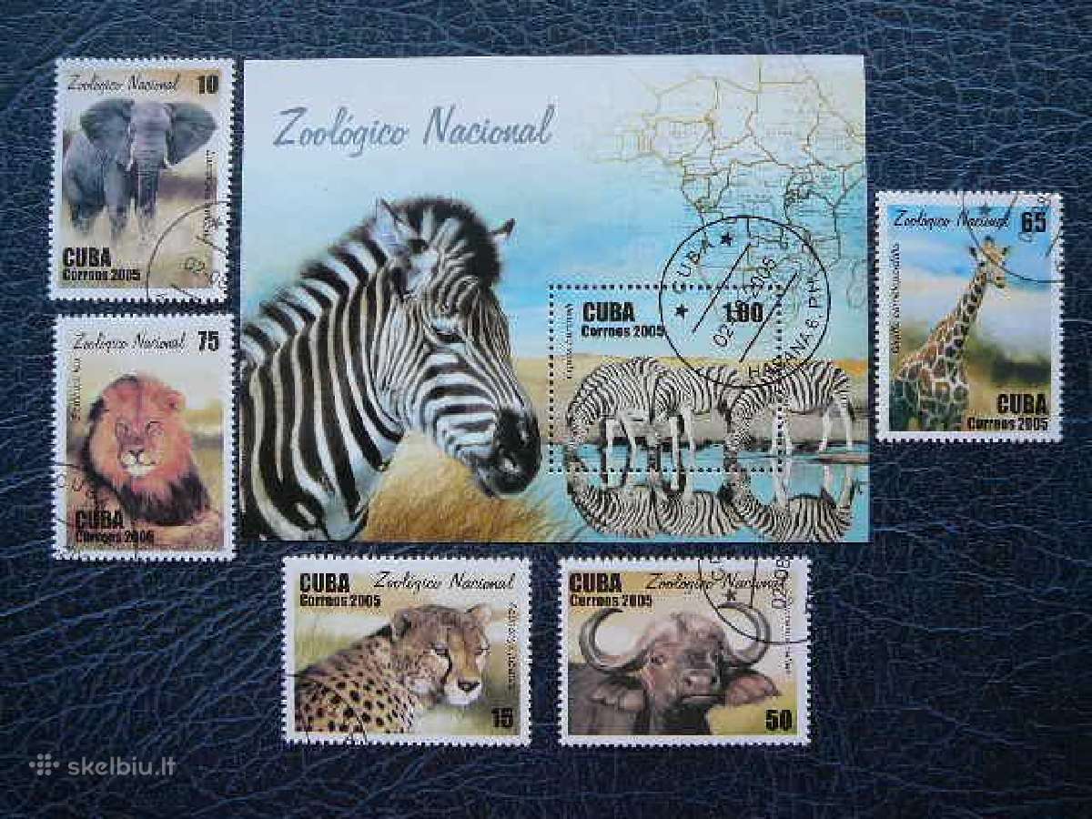 Kates laukines Drambliai Zebrai antsp. cub891