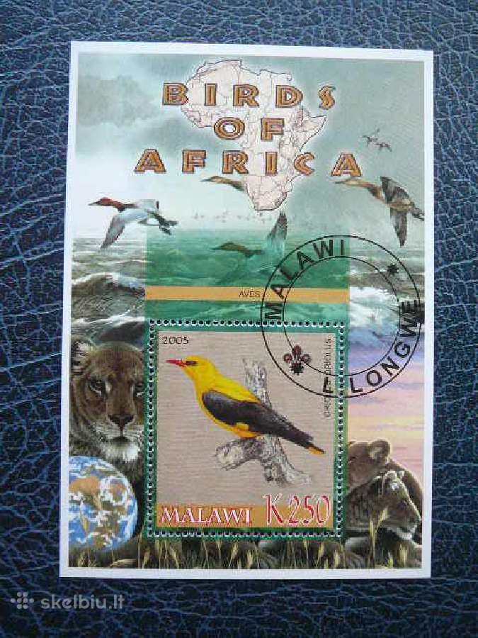 Pauksciai Afrikos antsp. mlw533