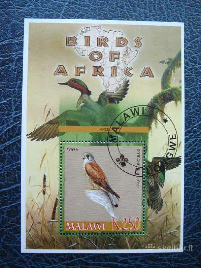 Pauksciai Afrikos antsp. mlw534