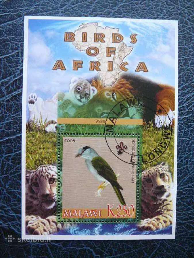 Pauksciai Afrikos antsp. mlw538