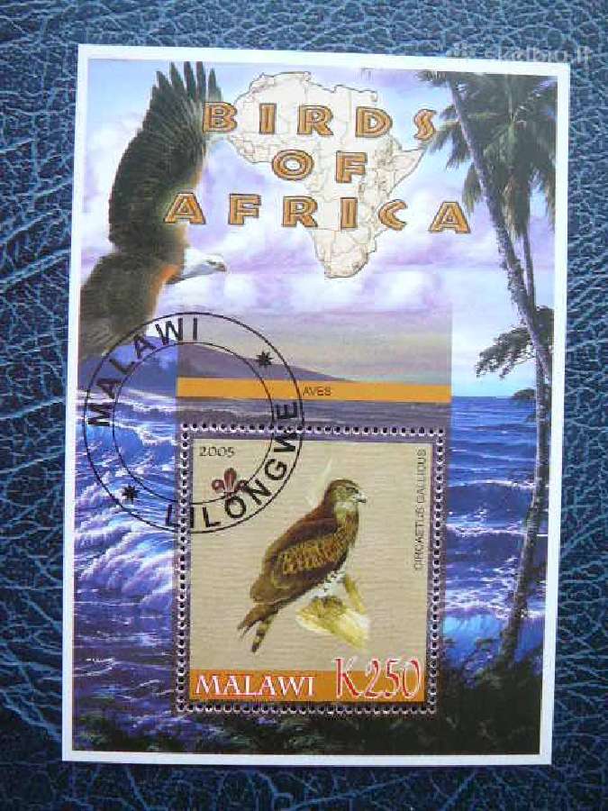 Pauksciai Afrikos #mlw541