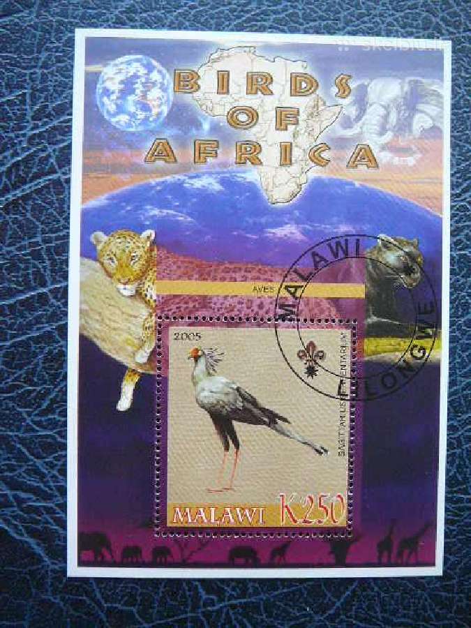 Pauksciai Afrikos antsp. mlw542