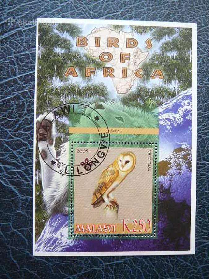 Pauksciai Afrikos Peledos antsp. mlw544