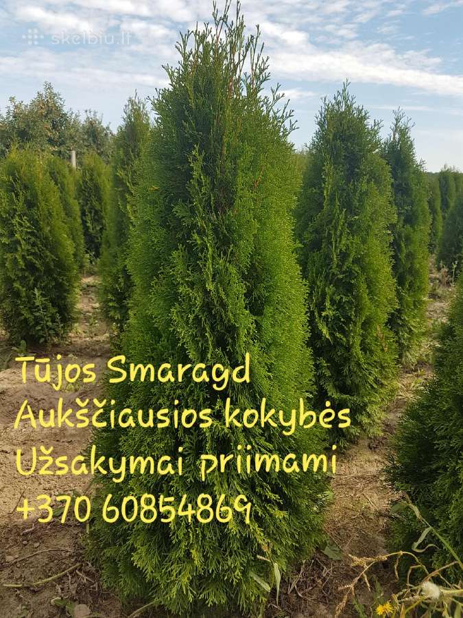 Tujos Smaragd-brabant, dekoratyvinės pušelės, - nuotraukos Nr. 13