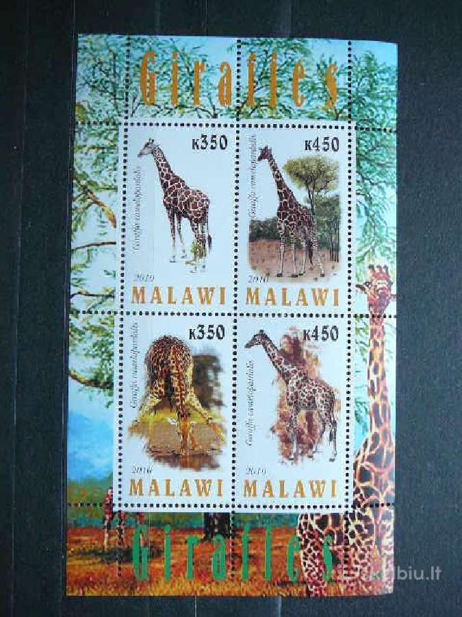 Zirafos Malavis 2010 svarus g125a